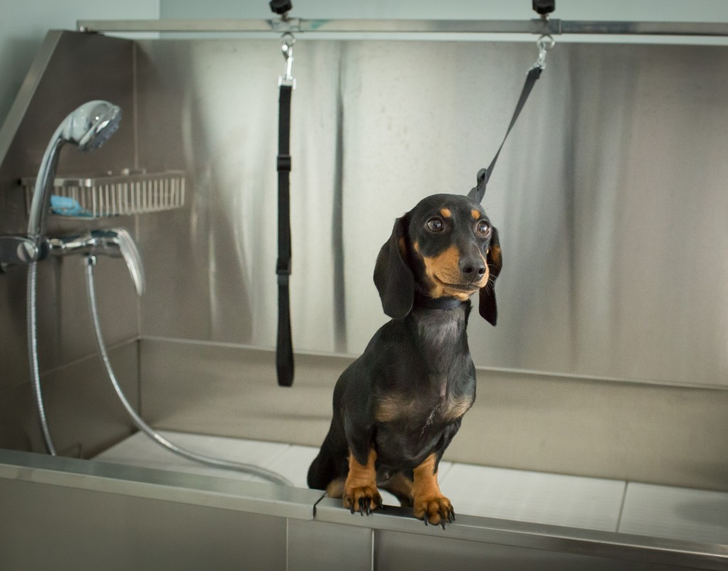 Doggy Day Spa - Wellington Village Vet