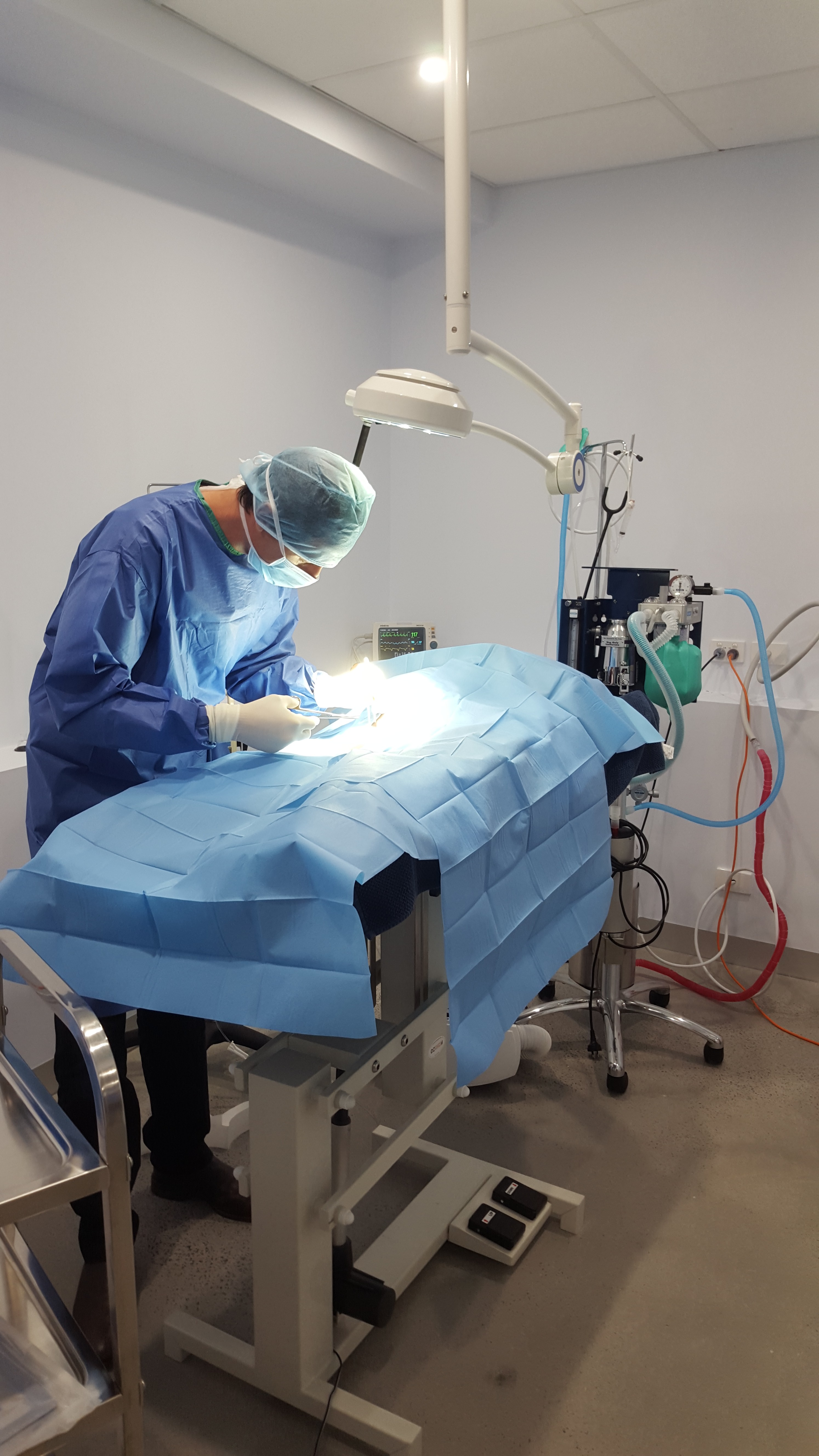 Surgery and Anaesthesia Wellington Village Vet