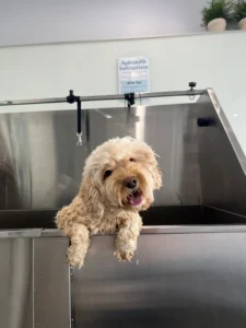 doggy day spa dog wash