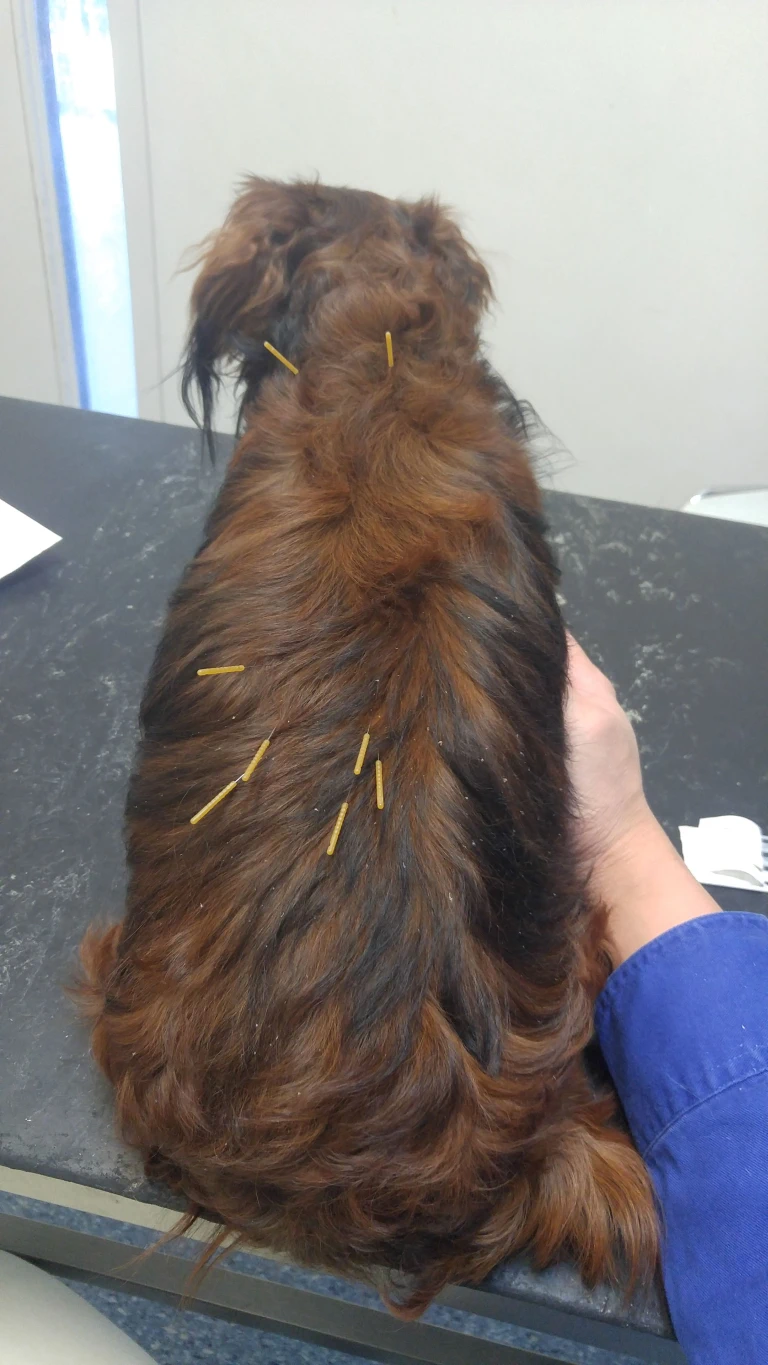 acupuncture for dogs acupuncture for dogs