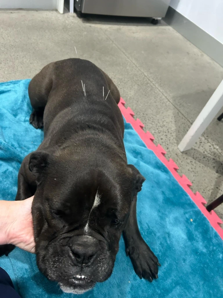 veterinary acupuncture veterinary acupuncture
